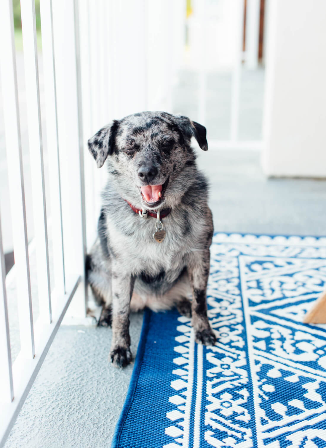 dog on balcony