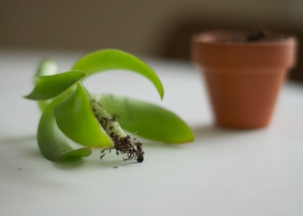 roots on a succulent cutting